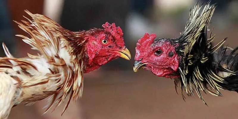 Đá Gà Cựa Dao Daga - Khám Phá Thế Giới Đá Gà Cựa Dao
